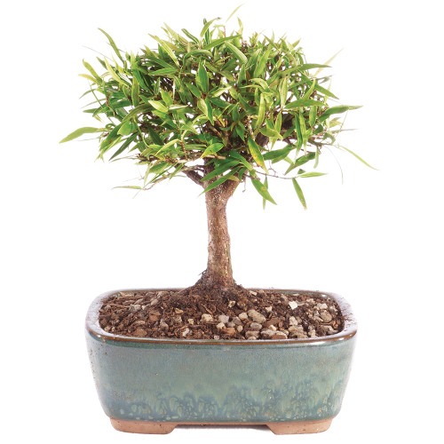 narrow leaf ficus bonsai