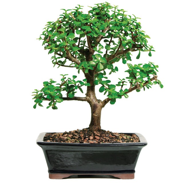 bonsai jade plant