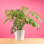 monstera esqueleto for sale