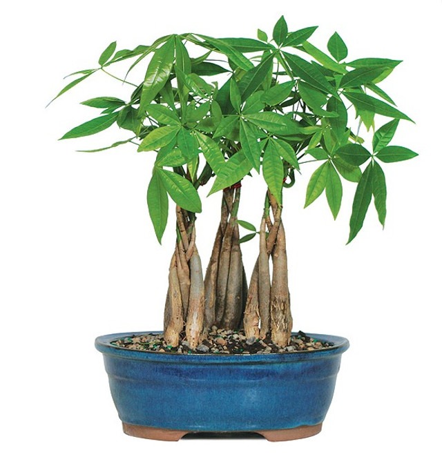 braided money tree