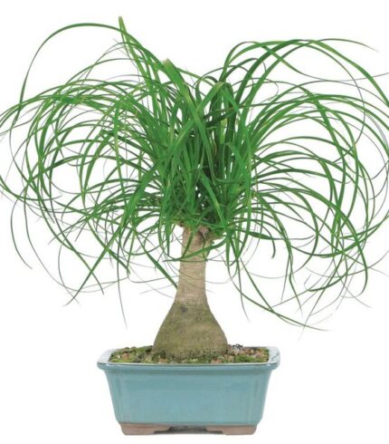 ponytail palm