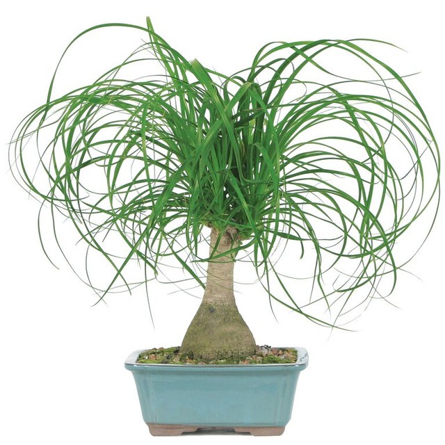 ponytail palm