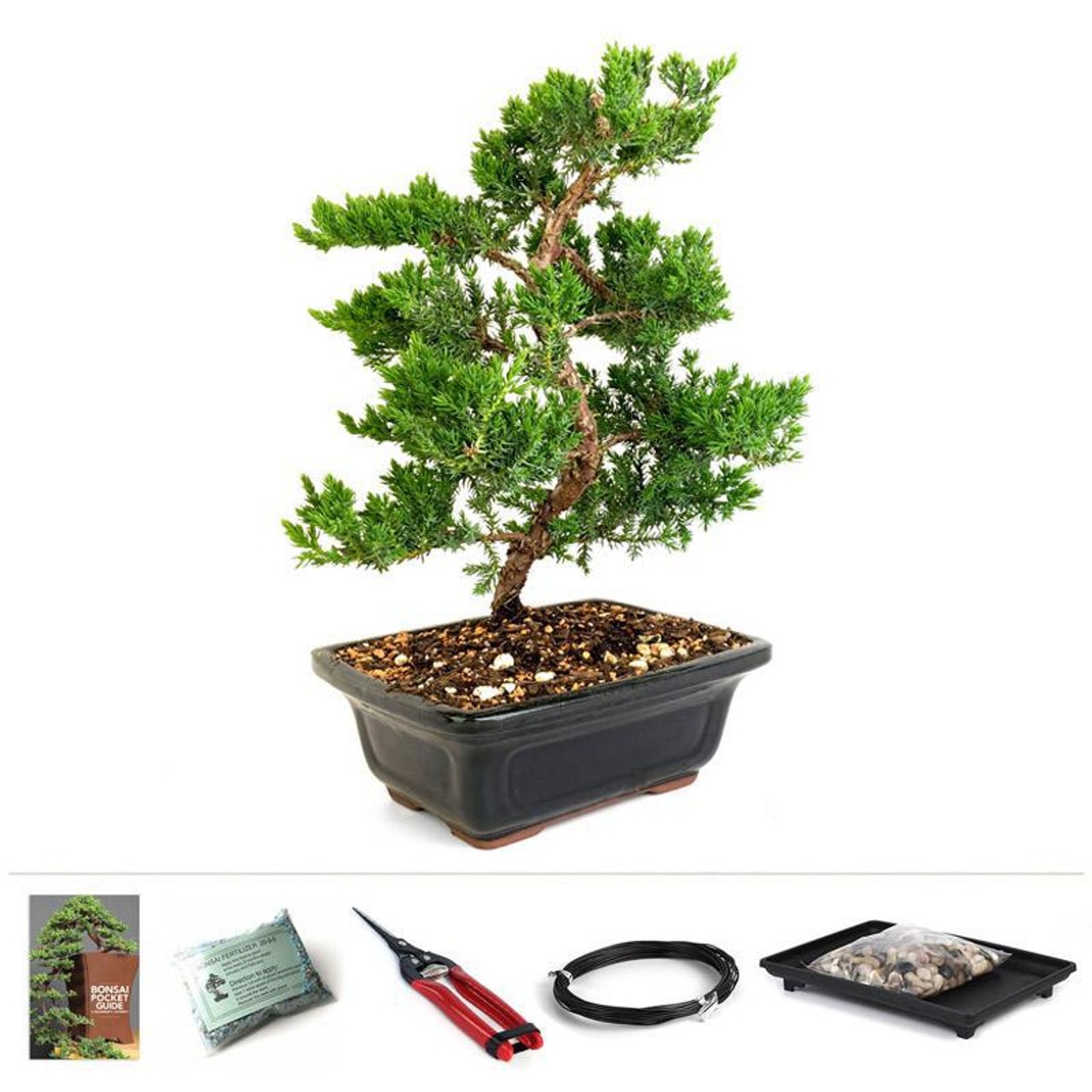 Trained Juniper Bonsai Starter Kit