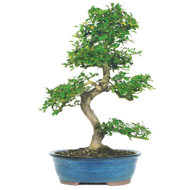 chinese elm bonsai