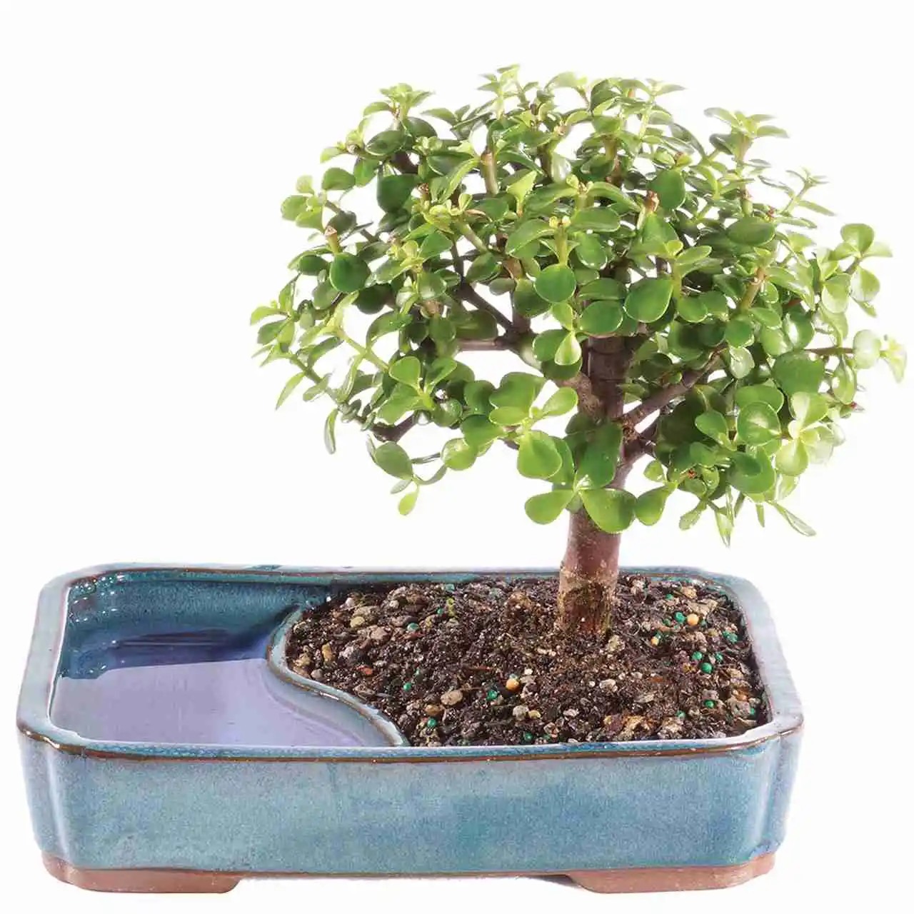 dwarf jade