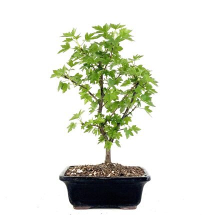 Liquidambar Bonsai