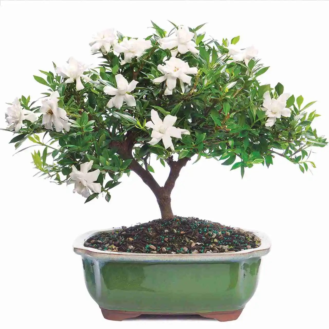 gardenia bonsai