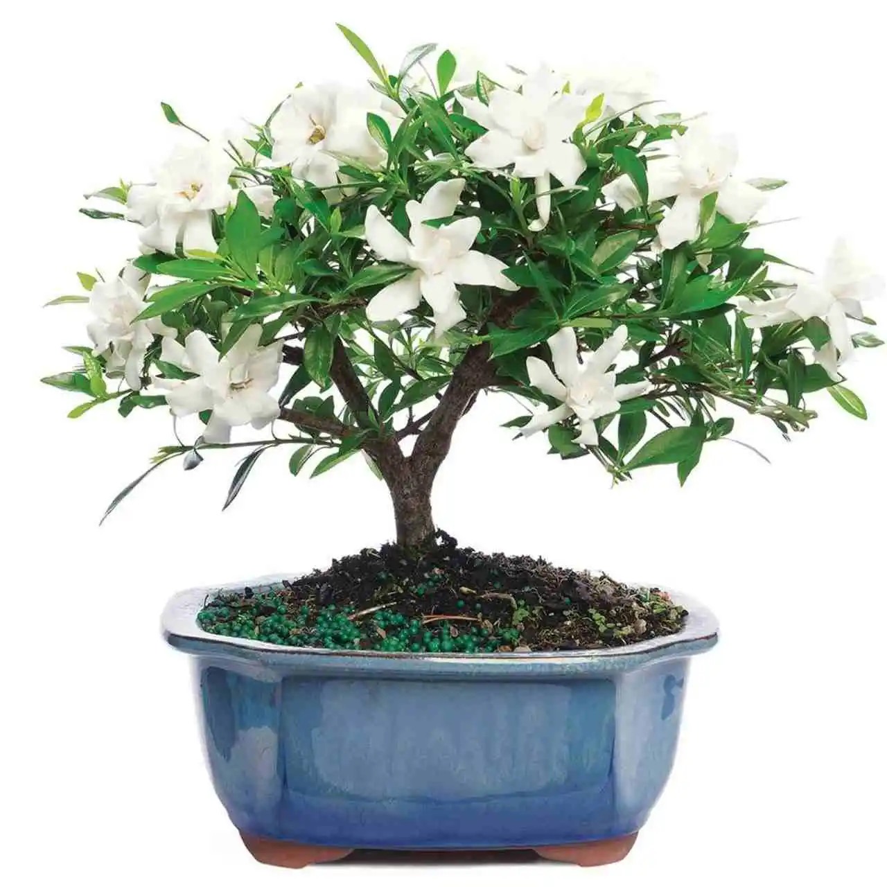 gardenia bonsai