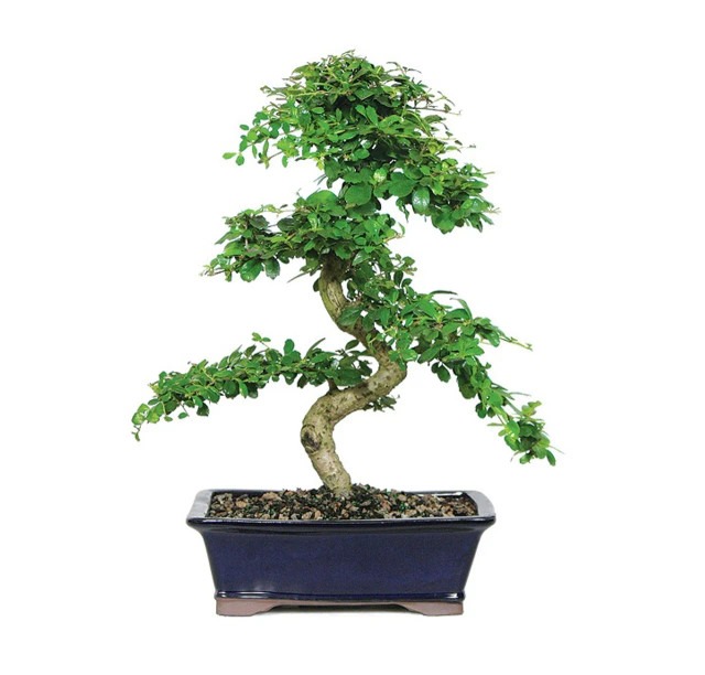 fukien tea bonsai tree