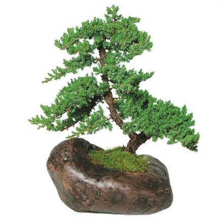 rock juniper bonsai tree