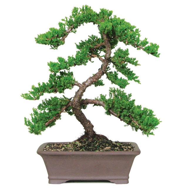 green mound juniper