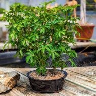 hawaiian umbrella bonsai tree