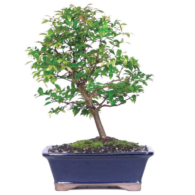 Enhance your indoor space with the Jaboticaba Bonsai. Known for its unique bark and lush foliage, this elegant bonsai tree adds a touch of natural beauty and tranquility