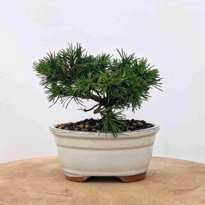 pine mugo